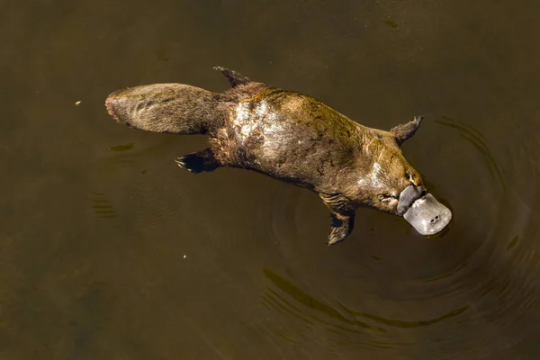Burnie, Tazmanya, Avustralya: Mart 2019: Platypus nehirde yiyecek arıyor.