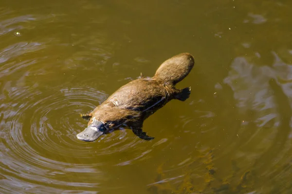 เบอร ทาสมาเน ออสเตรเล นาคม 2019 Platypus งมองหาอาหารในแม — ภาพถ่ายสต็อก