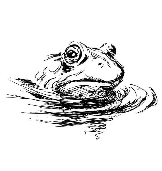 Ręka szkic głowy żaba — Wektor stockowy