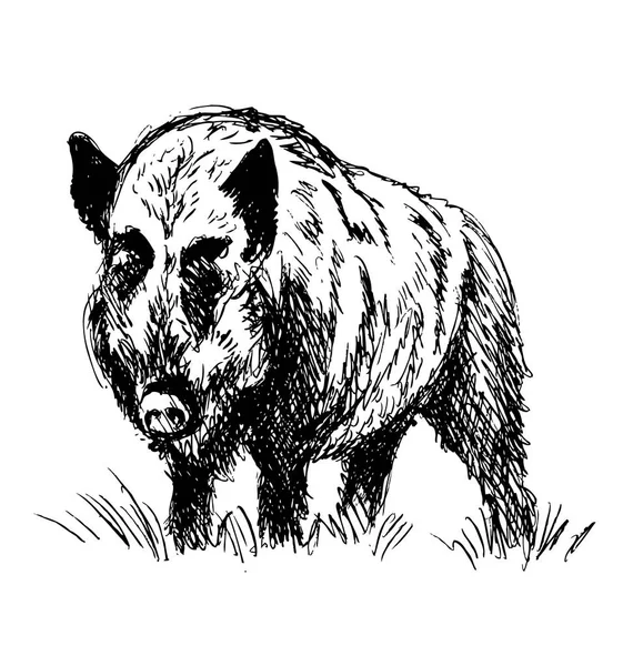 Hand sketch boar — Stock Vector