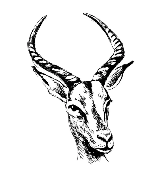 Testa di antilope schizzo a mano — Vettoriale Stock