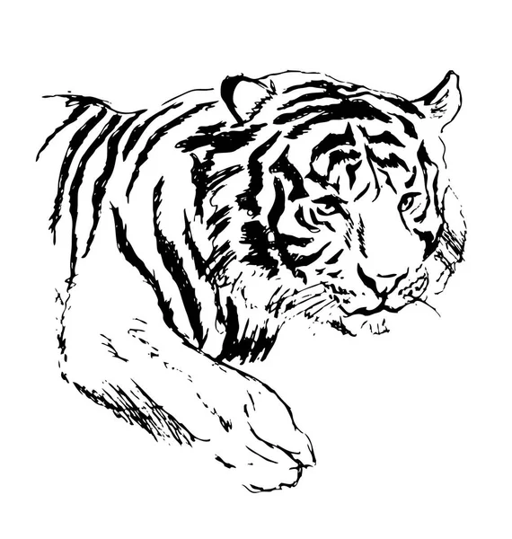 Bosquejo de mano tigre — Vector de stock