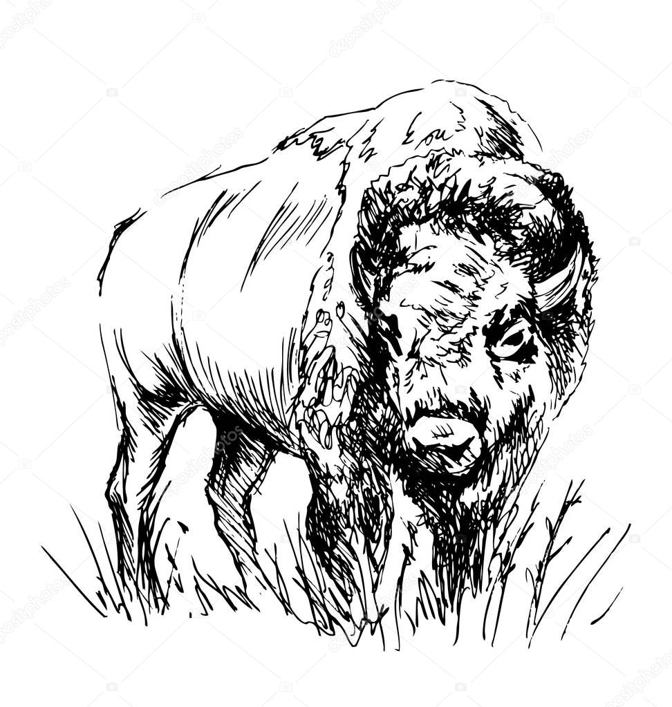 Hand sketch bison