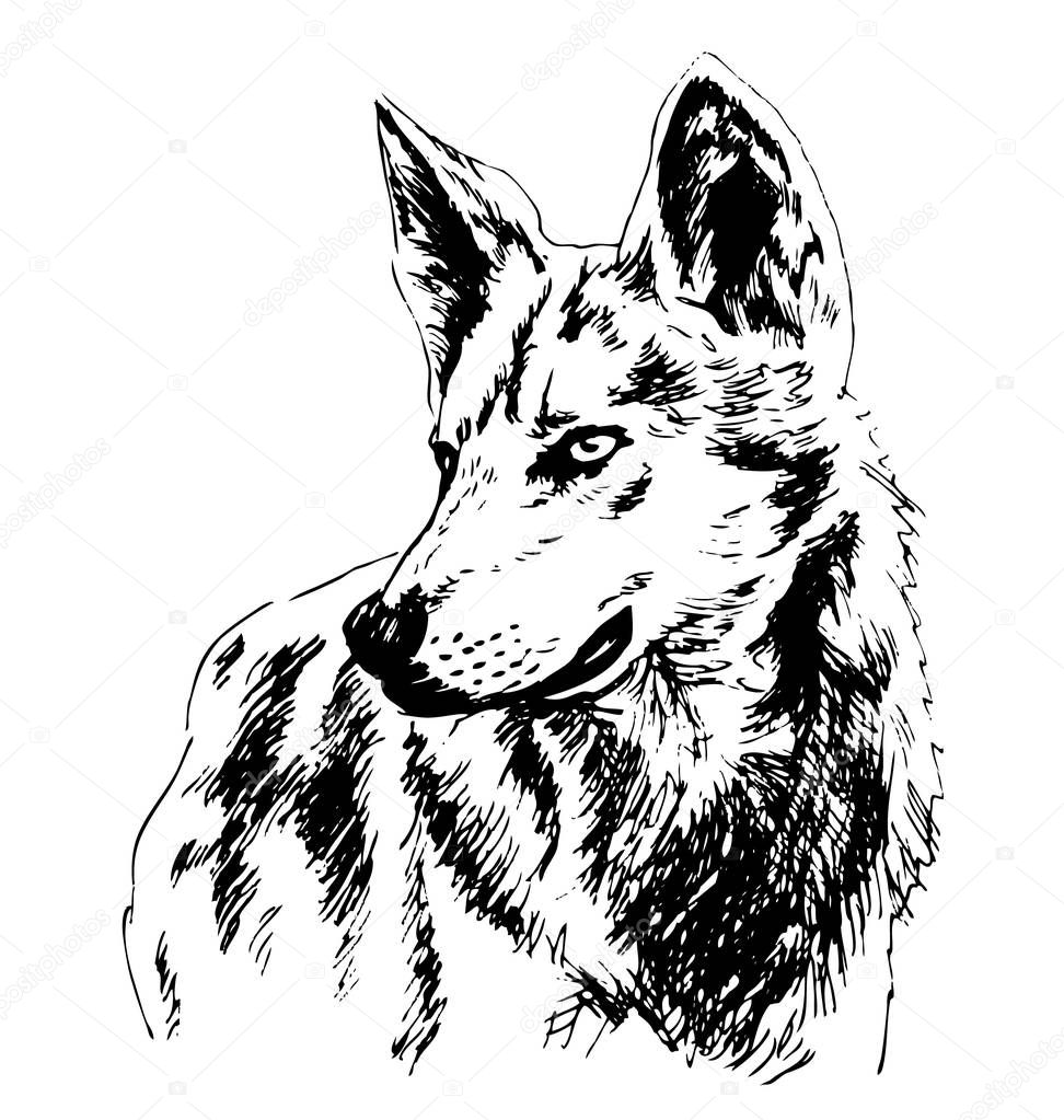 Hand sketch wolf's head