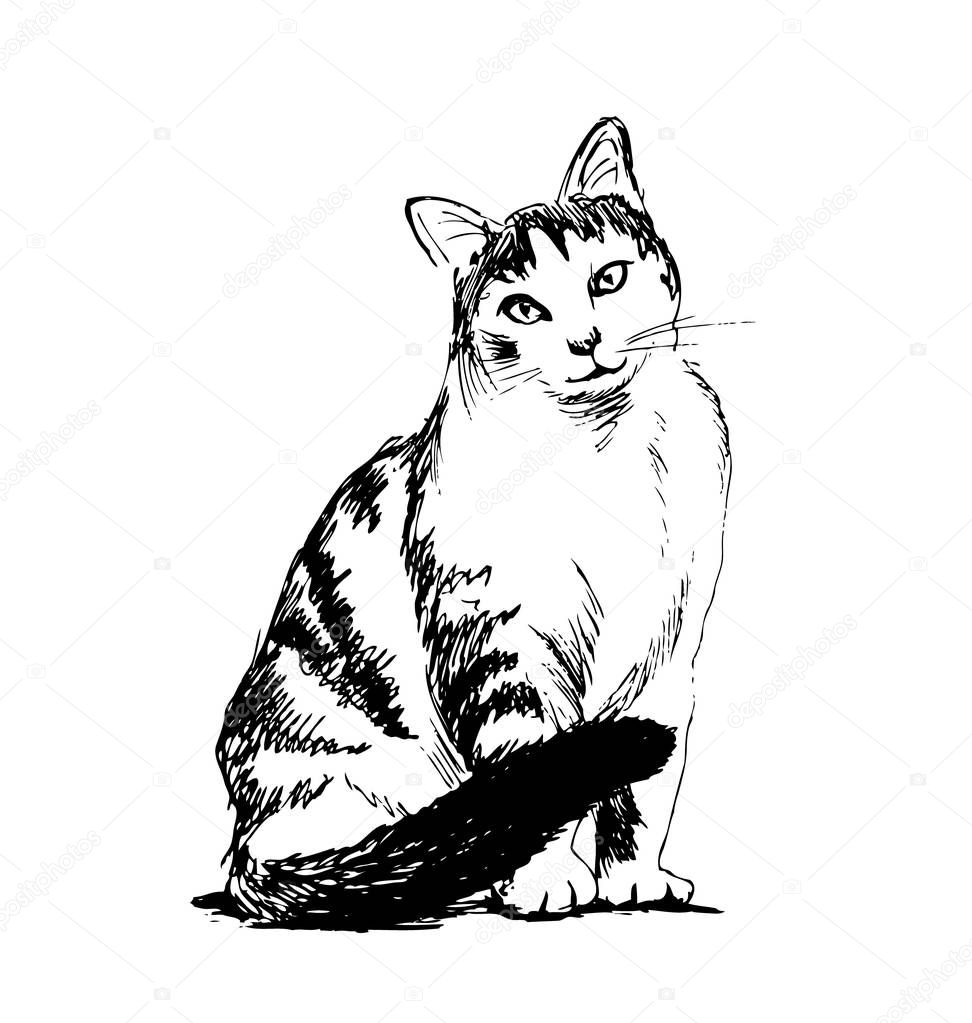 Hand sketch sitting cat