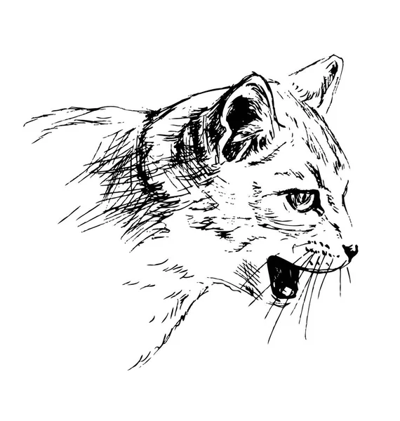 Croquis main tête de chat — Image vectorielle