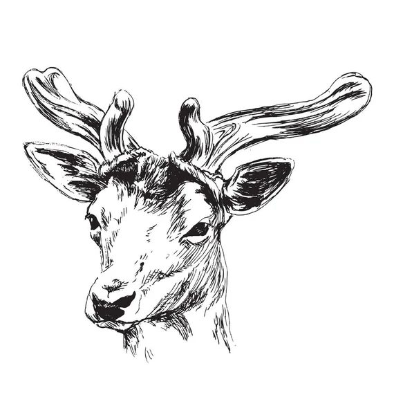 Croquis à la main d'un jeune cerf — Image vectorielle