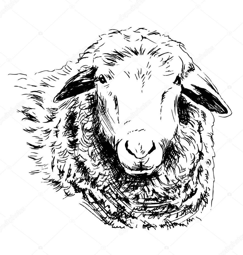 Hand sketch head sheep
