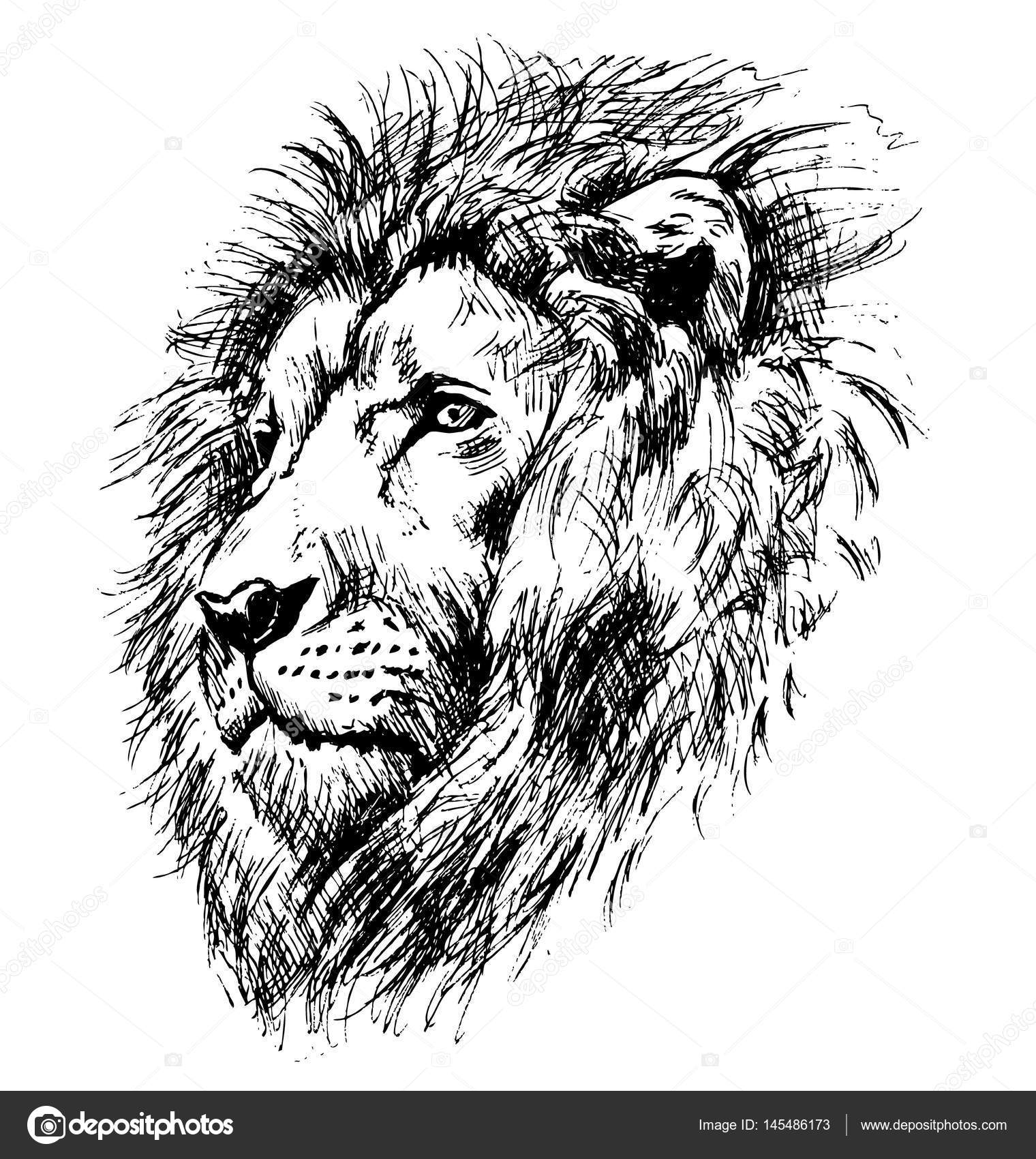 Hand sketch lion head Stock Vector by ©onot 145486173, image size:1520x1700
