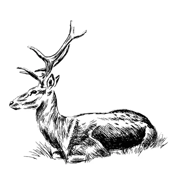 Hand sketch sitting deer — Stock Vector