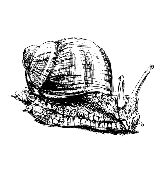 Escargot esquisse main — Image vectorielle