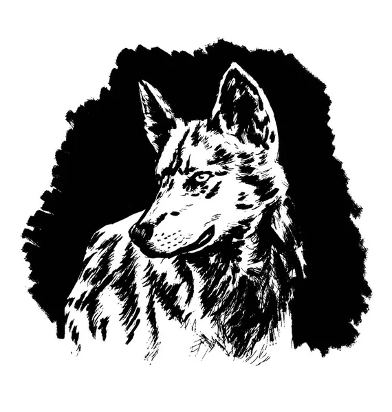 Handskizze Wolfskopf auf schwarzem Hintergrund — Stockvektor