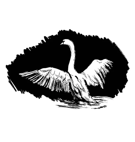 Esbozo de mano cisne sobre fondo negro — Vector de stock