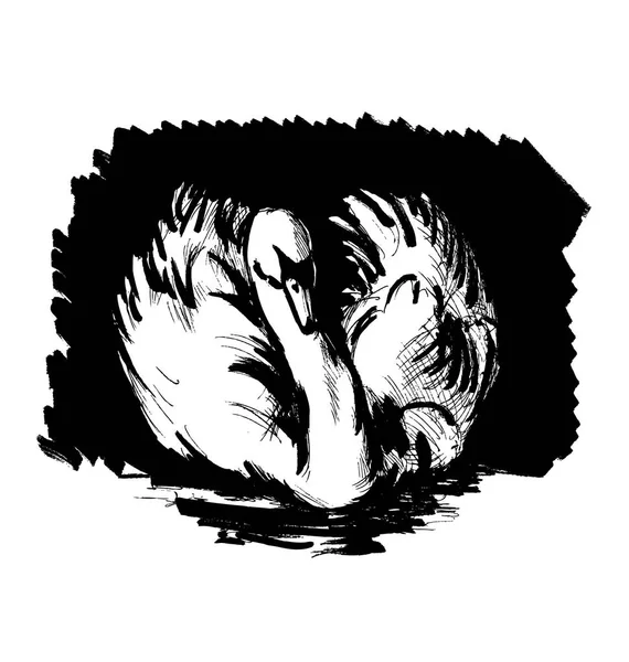 Esquisse à la main cygne sur fond noir — Image vectorielle