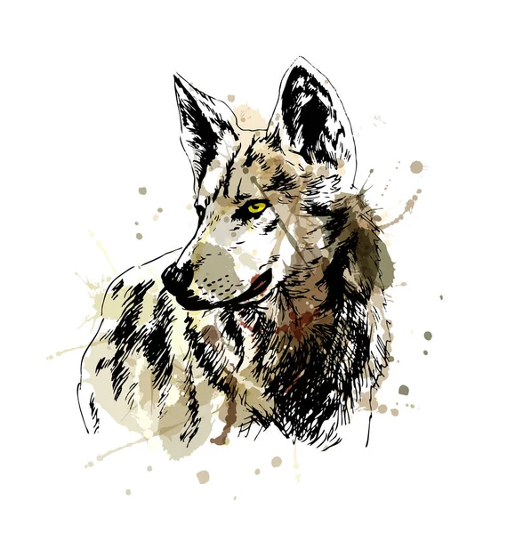 Testa di lupo disegnata a mano colorata — Vettoriale Stock