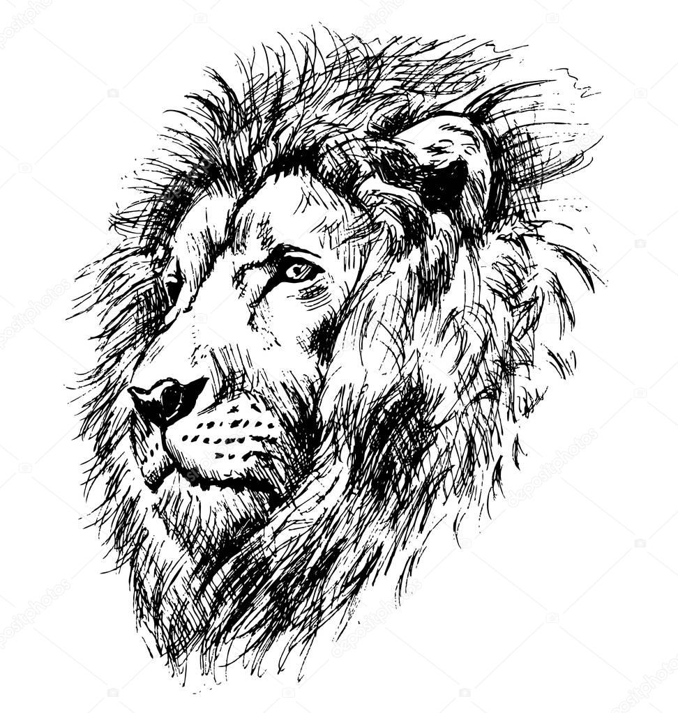 Hand sketch lion head