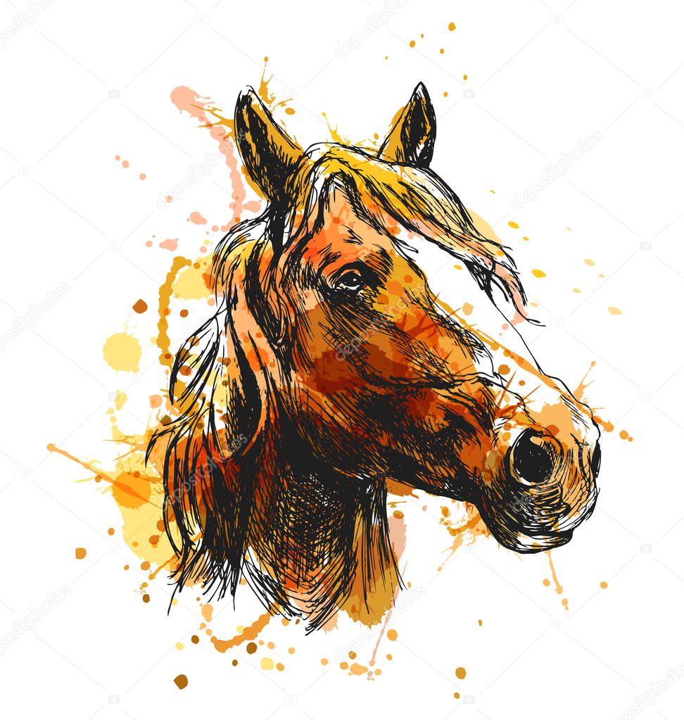 Colored hand sketch horse head