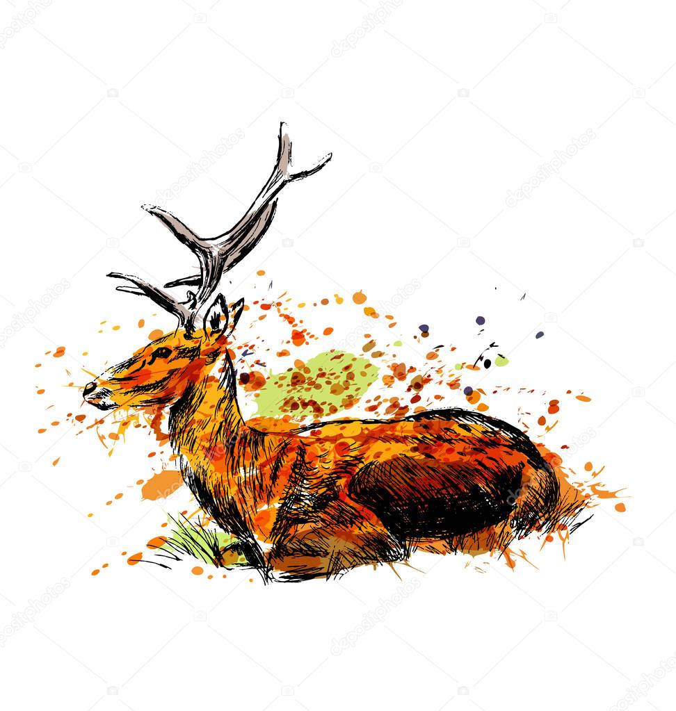 Colored hand sketch sitting deer