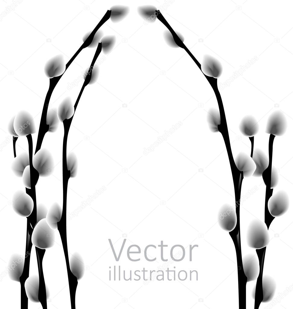 Vector illustration of twigs Of Pussy Willow