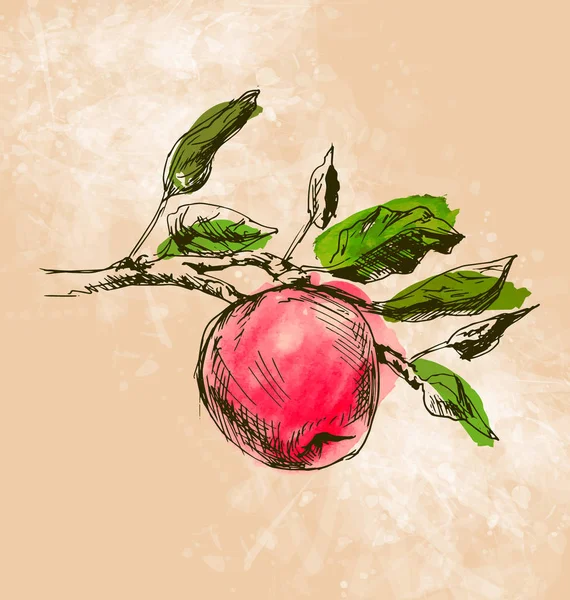 Ilustración a color de una manzana — Vector de stock