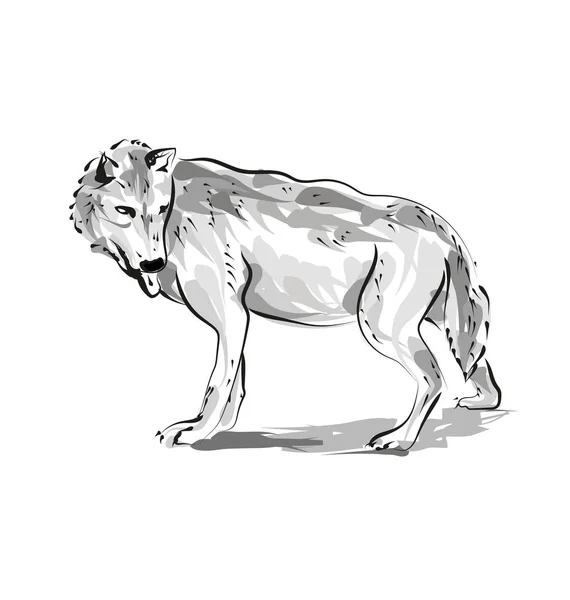 늑대의 벡터 라인 스케치 — 스톡 벡터