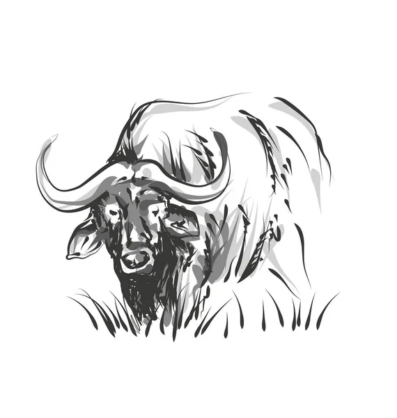 Vector line sketch African buffalo — Stock Vector