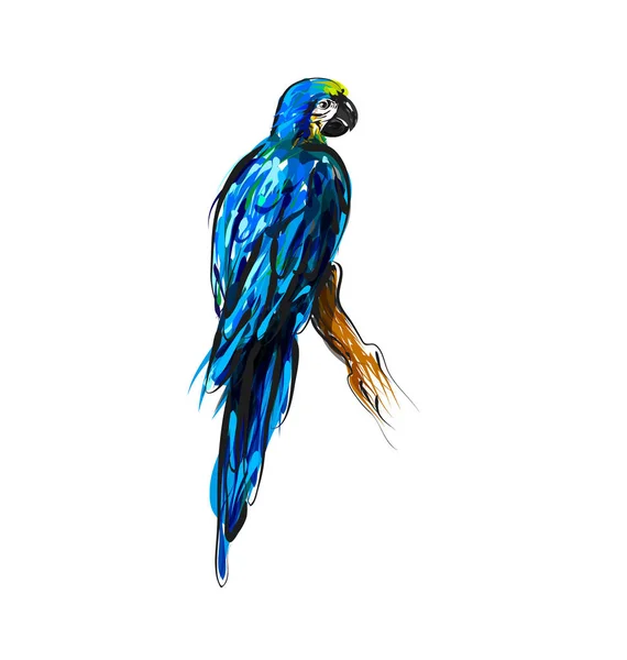 Vektor színes vonalas rajz egy papagáj — Stock Vector