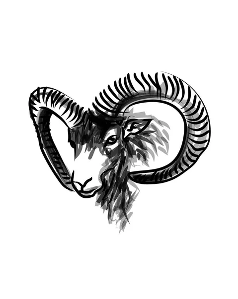 Tinta Vetorial Esboço Cabeça Mouflon — Vetor de Stock