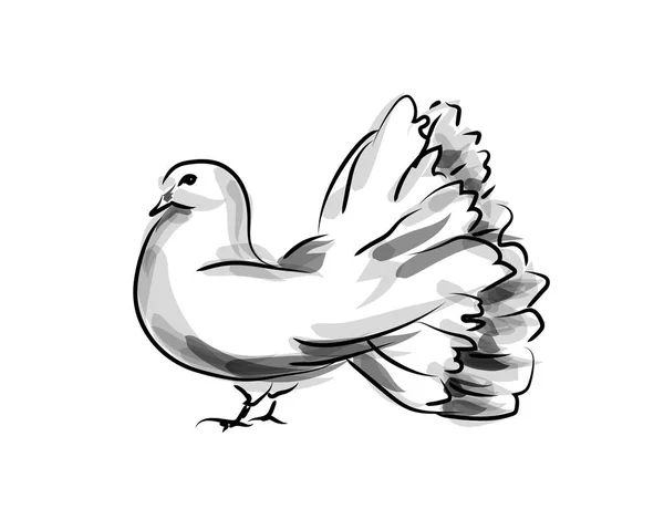 Vector Ink Sketch Dove — Stock Vector