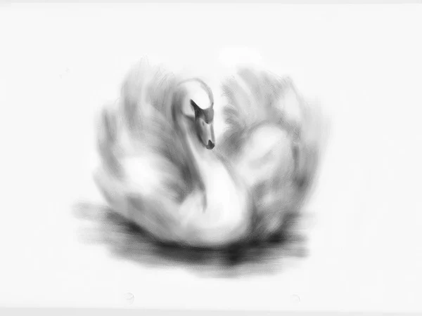 Cisne desenho da mão — Fotografia de Stock