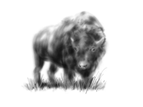 Hand drawing bison — Stock Photo, Image