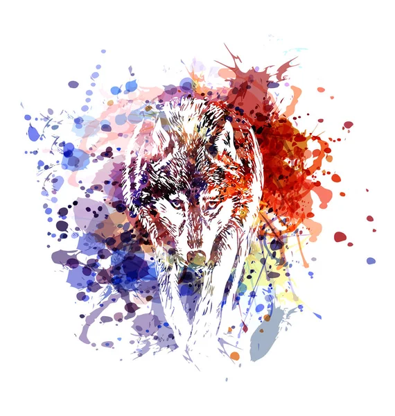 Illustration couleur loup — Image vectorielle