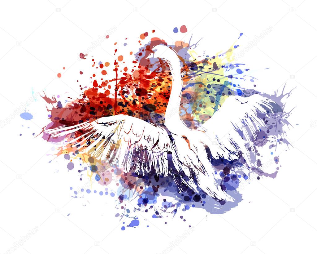 Color illustration swan