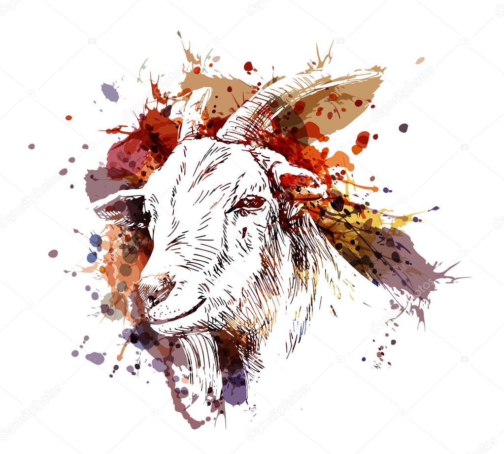 Color illustration head of goat