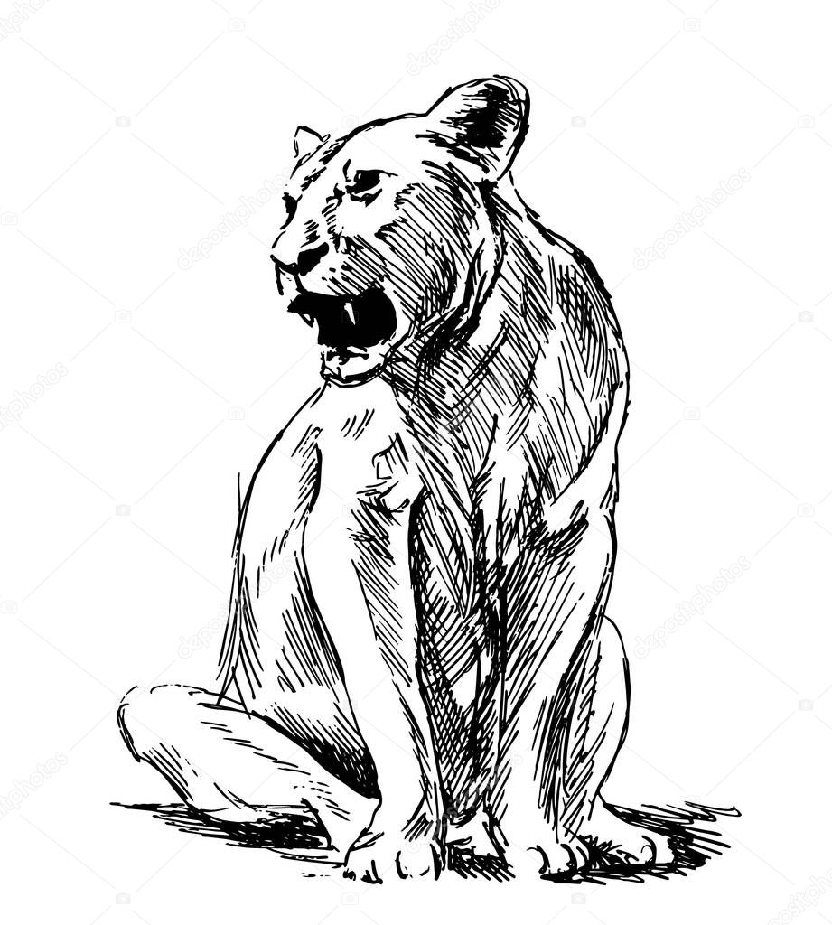 Hand sketch lioness. Vector illustration