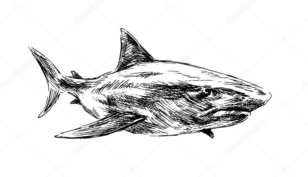 Hand sketch of a shark. Vector illustration