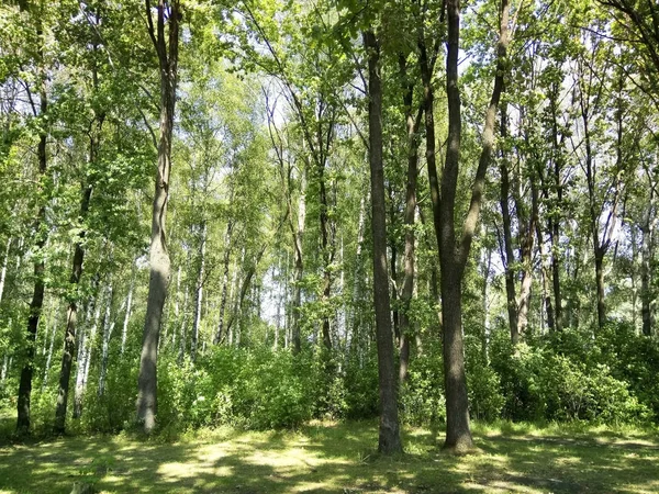 Summer Oak Aspen Forest — Stock Photo, Image