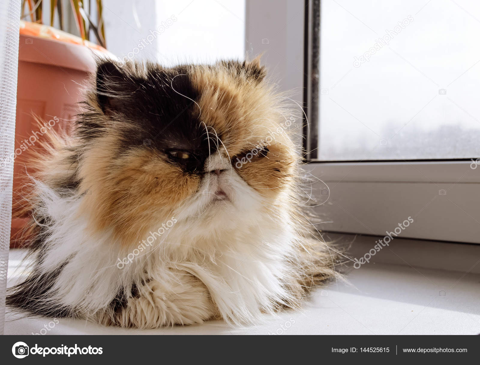 Eşsiz bir cins kedi - Sibirya Eşsiz bir cins kedi - Sibirya