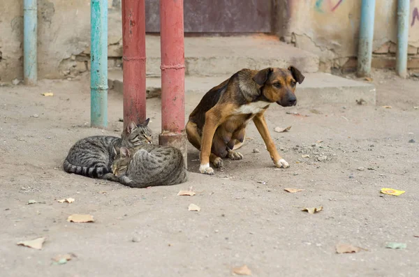 Street cats and a dog lie together 1.