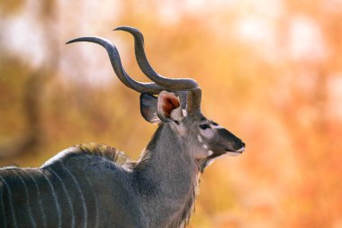Afrika ormanındaki Kudu hayvanı, batan Afrika güneşinin altın ışığına karşı olgun bir kudu boğası silueti, erkek portresinin ön görüntüsü, gün batımında bir antilop türüdür..