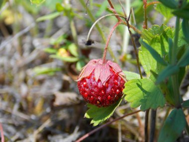 Yeşil bir dalda yabani kırmızı çilek. Makro çekim.