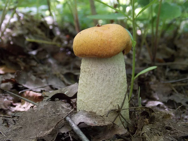 Little Boletus Mushroom Forest Macro Shooting — Stock Photo, Image