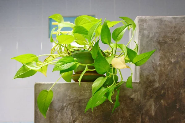 Golden Pothos Scindapsus Aureus Menambahkan Kesegaran Kamar Mandi — Stok Foto