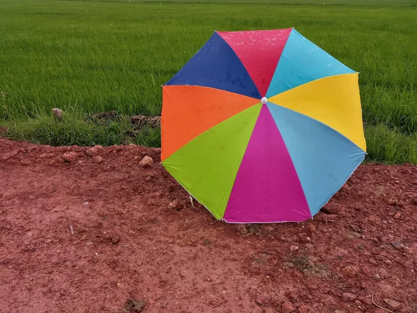 Colorful umbrellas placed in the rain and rice fields