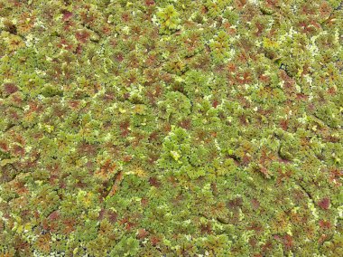 Sıradan ördek otu, ördek otu, doğal yeşil ördek otu, arka plan veya yüzey için suyun tedavisine yardımcı olur.