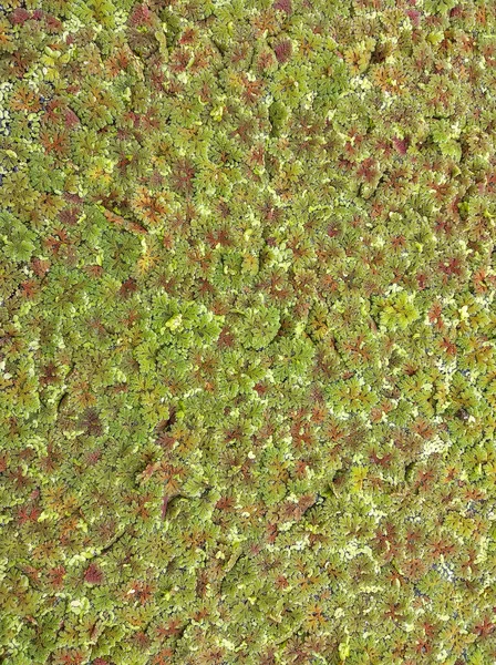 普通の雑草 天然緑の雑草は 背景や表面の水を治療するのに役立ちます — ストック写真