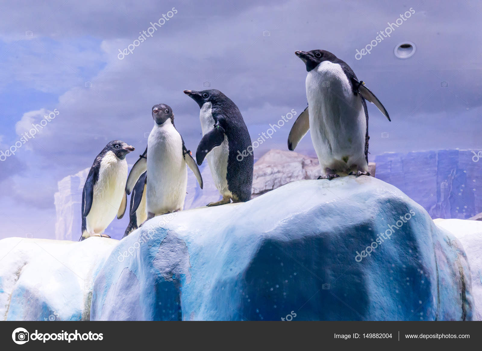 ペンギン水族館、名古屋で氷の上 — ストック写真 © konseki1 #149882004
