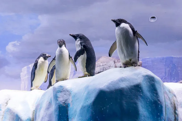 Pinguine auf Eis im Aquarium, nagoya japan Stockbild