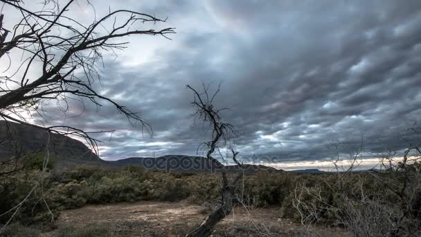 Пустельні дерева з хмарним небом — стокове відео
