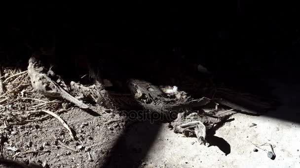 Σκιές περνώντας πάνω από το νεκρό πουλί — Αρχείο Βίντεο